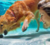 summer safety tips for dogs