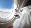 Travel With Your Pet